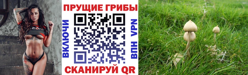 Псилоцибиновые грибы прущие грибы  Томск 